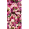 Coque Fleurs Roses III