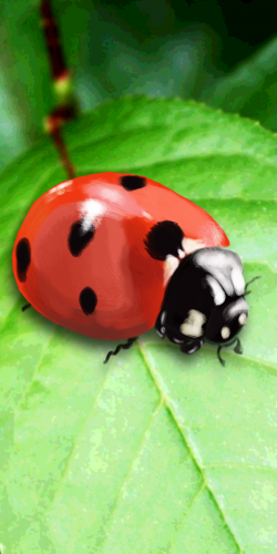 Coque artiste \"la coccinnelle\"