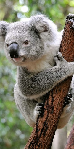 Coque Save Koala Australie